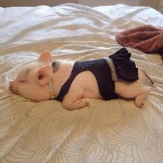 a small pig wearing a black dress laying on top of a bed