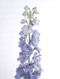 purple and white flowers are in a vase on a table, against a white background