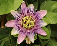 a purple and yellow flower with green leaves in the backgrounnd, close up