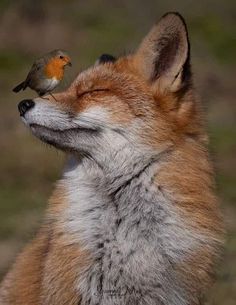 a small bird sitting on the back of a fox's head with it's eyes closed