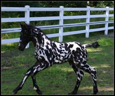 a black and white spotted horse galloping in front of a fence with the words pizzazz on it