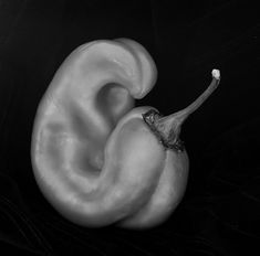 a black and white photo of a pepper in the shape of a snail's tail