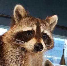 a raccoon looking at the camera while sitting down