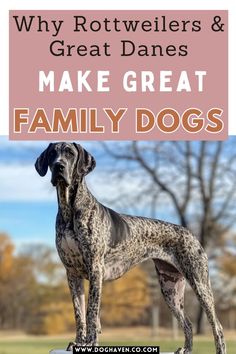 a great dane dog standing on top of a wooden post with the words why rotweilers and great danes make great family dogs