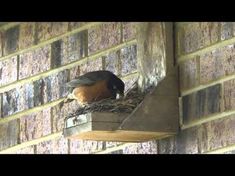 a bird is sitting in its nest on the side of a brick building with it's beak open