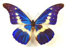 a blue and yellow butterfly sitting on top of a white surface with its wings spread open