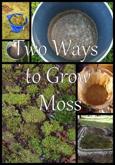 there are many different pictures with moss growing in them and the words two ways to grow moss