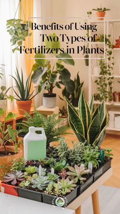 the benefits of using two types of fertilizers in plants and how to use them