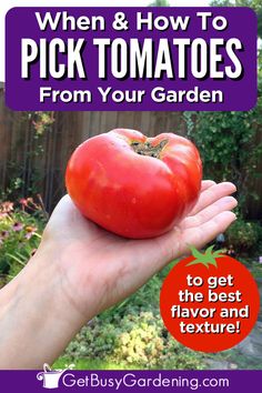 a hand holding a large vibrant red tomato When To Pick Tomatoes, Tomato Pruning, Easy Herbs To Grow, Ball Canning, Growing Herbs Indoors, Garden Flowers Perennials, Canning Recipe, Diy Raised Garden, Summer Tomato