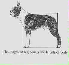 a drawing of a dog with the words, the length of leg equals the length of body