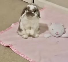 a rabbit sitting next to a stuffed animal on a pink blanket