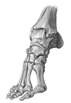 a drawing of the foot and ankle bones