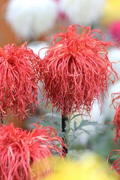 red flowers with green leaves in the background