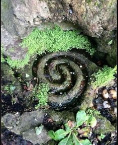 a spiral shaped rock with moss growing on it