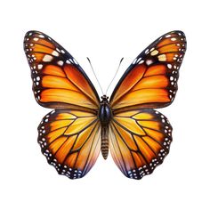 a large orange butterfly with white spots on its wings, flying in the air against a white background