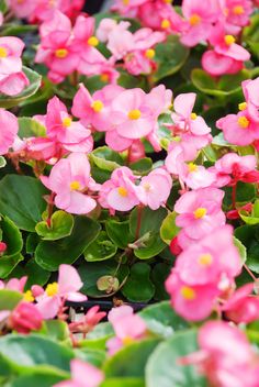 pink flowers are blooming in the garden