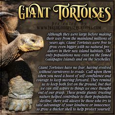 An adult giant tortoise peers from the left side of the image. It's in shades of brown, yellow, and grey, and looks wizened from its many years. The text outlines some trivia about giant tortoises, their symbolism, and ways you can use their energy in your magickal practice. Presented by Inked Goddess Creations. Giant Tortoise, Wiccan Spell Book, Animal Symbolism, Galapagos Islands