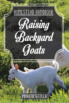 two goats in the grass with text overlay reading raising backyard goats homested handbook