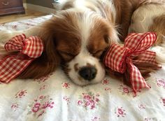 a brown and white dog laying on top of a bed with a red bow around it's neck