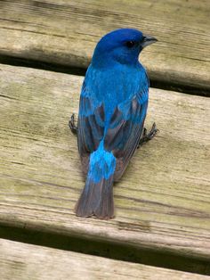 a blue bird sitting on top of a wooden bench