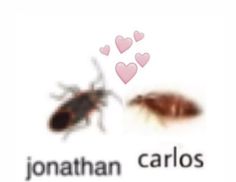 an image of a bed bug and the words jonathan carlos on it's side