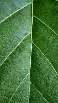 the underside of a large green leaf