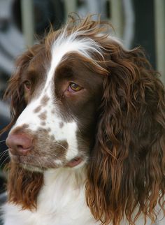 a brown and white dog sitting next to a fence