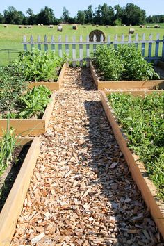 a garden filled with lots of different types of plants