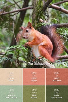 a red squirrel sitting on top of a tree branch in the forest with color swatches