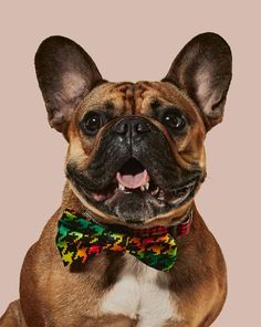 a dog wearing a colorful bow tie with its mouth open and tongue out, looking at the camera