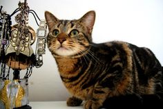 a cat sitting on top of a white table next to a vase filled with jewelry