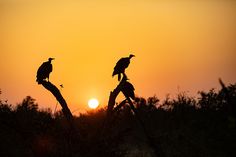 two birds sitting on top of branches in front of the sun at sunset or dawn