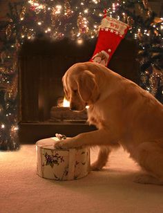 a golden retriever dog sitting on top of a present box in front of a christmas tree