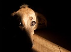 a brown dog laying on top of a wooden floor next to a light coming through the window