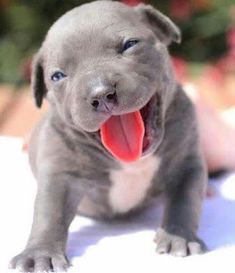 a gray dog with its tongue out and it's tongue hanging out