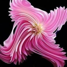 a large pink flower with white petals on it's back end, in front of a black background