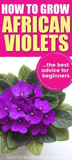 how to grow african violets the best advice for beginners