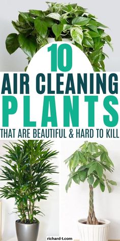 the words 10 air cleaning plants that are beautiful and hard to kill