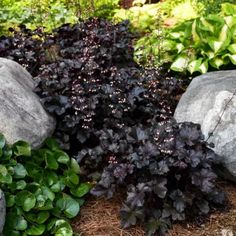 some very pretty plants by some big rocks