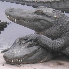 two alligators are laying next to each other