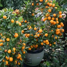 an orange tree with lots of fruit growing on it's branches in a garden