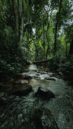 a stream running through a lush green forest