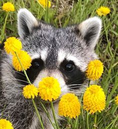 a raccoon hiding in the grass with yellow flowers around it's face