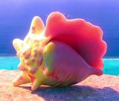 a pink and yellow sea shell sitting on top of a rock next to the ocean