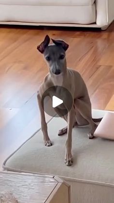 Animals Doing Silly Things, Dogs Being Funny, Funny Dog Video, Animal Funny Videos, Funny Dog Videos Try Not To Laugh, Animals And Pets Funny, Funny Pets Videos, Silly Animals Videos, Cute Animal Videos Funny