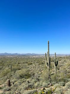 a large cactus in the middle of a desert