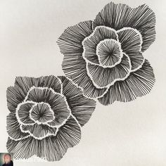 two black and white drawings of three flowers on paper with one drawing of the same flower