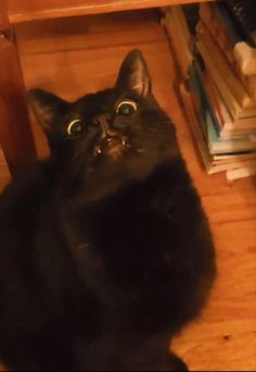 a black cat sitting on the floor looking up