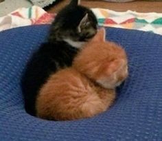 two kittens are cuddling together on a blue mat in the middle of a room