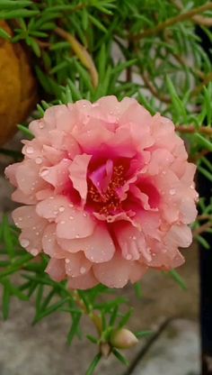 a pink flower with water droplets on it